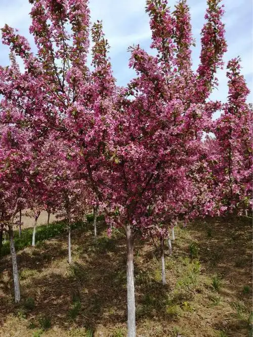 光辉海棠北美王族富贵绚丽海棠2公分-15公分