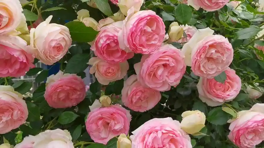 粉色龙沙宝石月季