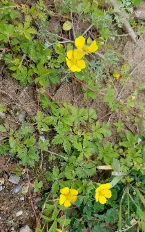 蛇含是一种什么样的植物