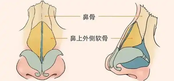 鼻骨指的是鼻部上方远离鼻尖部位,接近眼睛的这部分骨头.