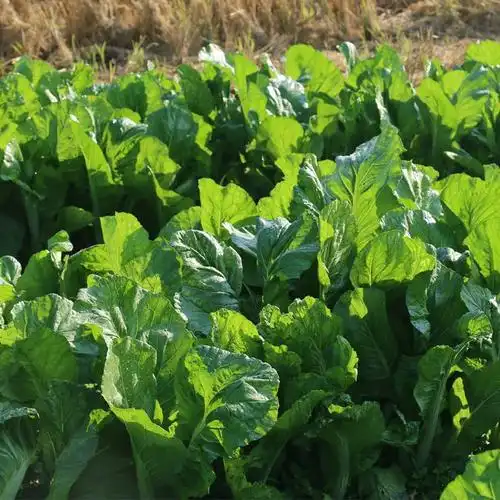 新鲜采摘广东从化吕田农家大芥菜爽脆清甜农产皱叶芥菜