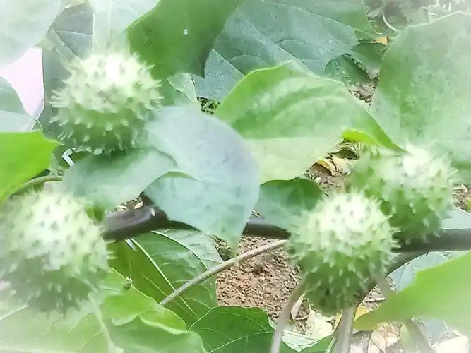 洋金花果,果圆花长