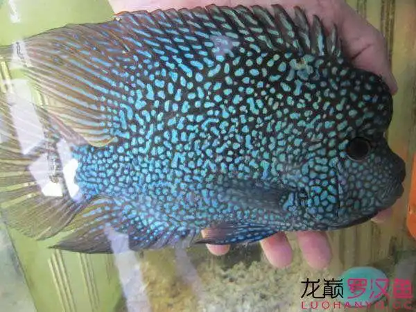 德萨和德州豹的区别 - 罗汉鱼学堂 - 龙巅罗汉鱼