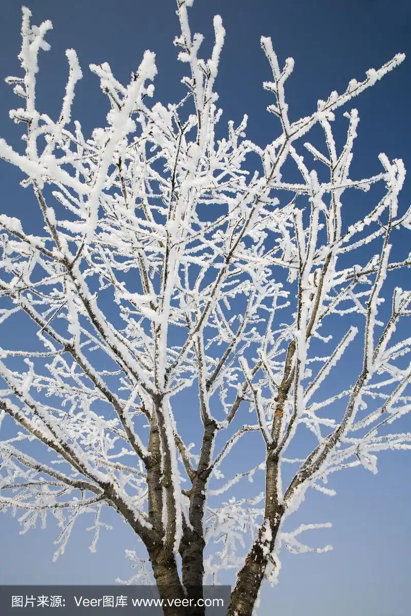 樱桃树在结冰
