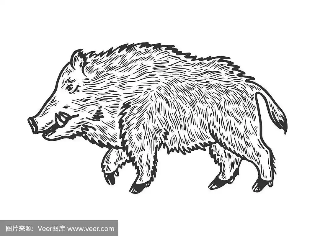 野猪素描版画
