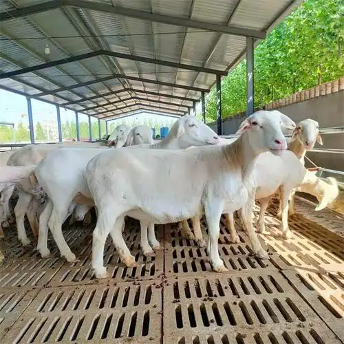 常年批发澳洲白绵羊澳洲白绵羊厂家怀孕澳洲白出售
