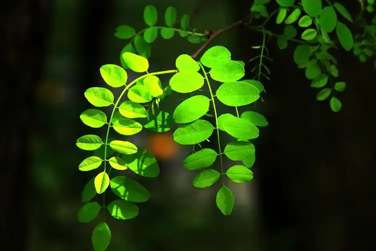 春天小树叶小花朵