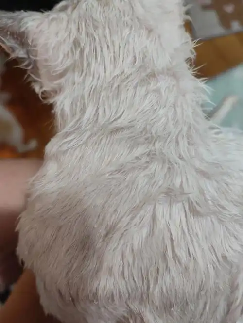 小猫咪洗完澡身上全是白色的小颗粒,这是虫子吗