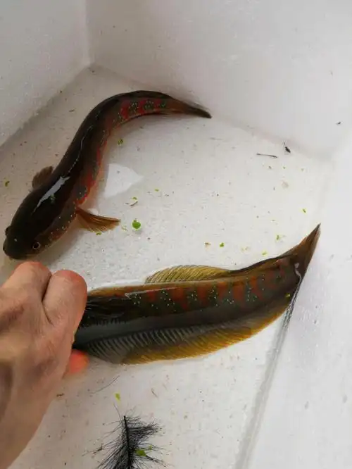 批发各尺寸红月鳢雷龙鱼#我的萌宠