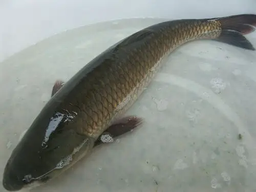 广东省名特优新农产品区域公用品牌:信宜凼仔鱼