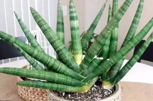 佛前香虎皮兰的介绍