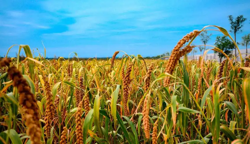 黄澄澄的谷穗就像那尾巴