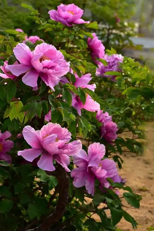 国色天香牡丹花