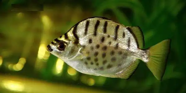 哪位大神看看,这小的是银虎嘛?是什么鱼啊?怎么一直在上层跟着龙鱼游!