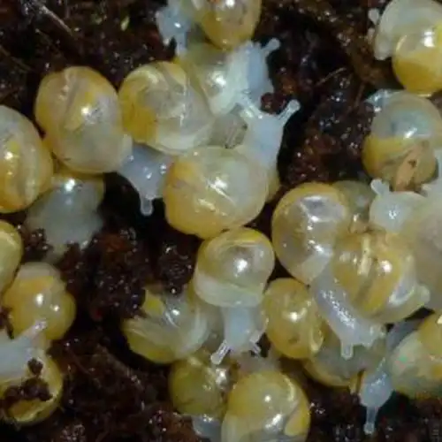 kjhgf白玉蜗牛卵蜗牛蛋可孵化孵化卵孵化蛋有生命的卵食用教学美容