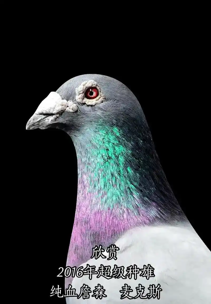 一帆风顺鸽舍 詹森麦克斯 - 抖音