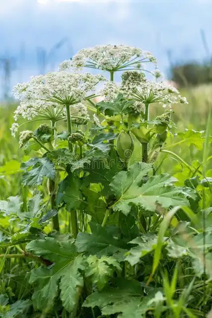 每日中药之防风