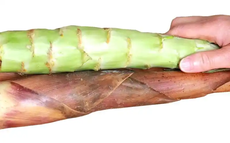 春天的竹笋和莴笋,简直是绝配,好多人没吃过,简单一拌太下饭了