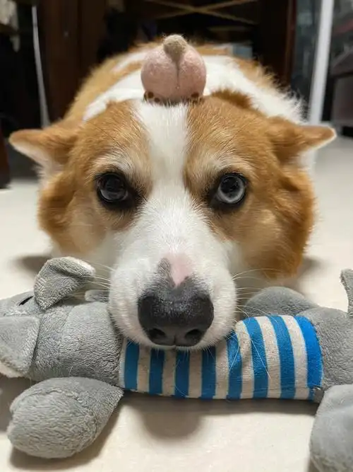 柯基每个狗狗的身上都有毛毛