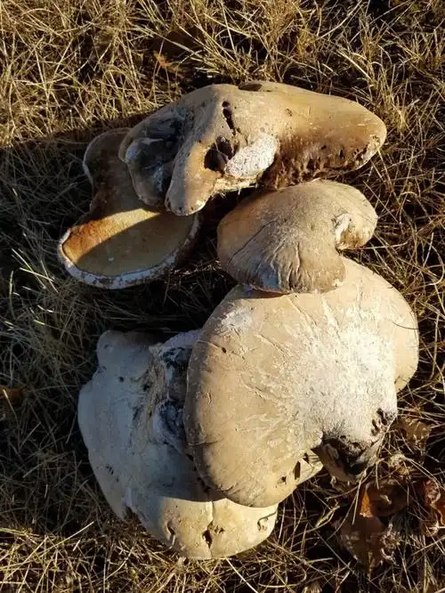 大兴安岭野生白灵芝