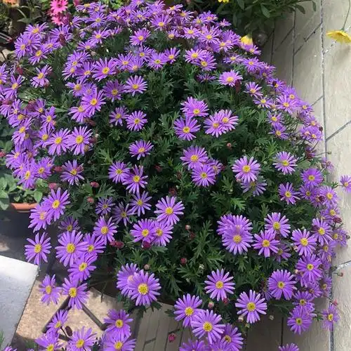 玛格丽特开花少?学会这个技巧,盆盆都开爆