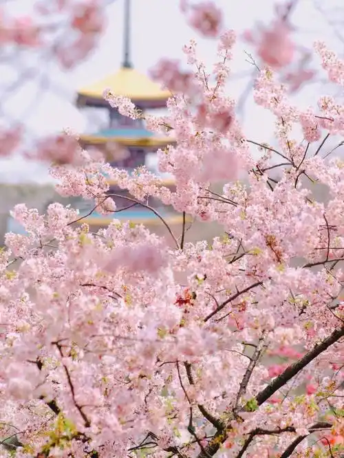 绝美樱花季上线啦!武汉"殿堂级"赏樱去处,一次看遍全世界樱花品种!