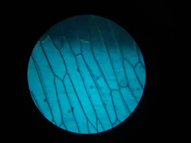 洋葱表皮细胞,本人觉得这个简直是经典,经典中的经典,而且一下就能看