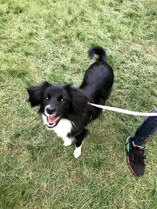 边牧串串聪明通人性上海地区领养哦