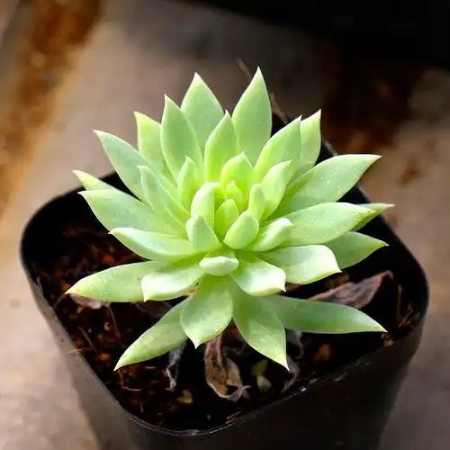 植物蓝色天使精品控养多肉状态肉肉室内盆栽多肉植物