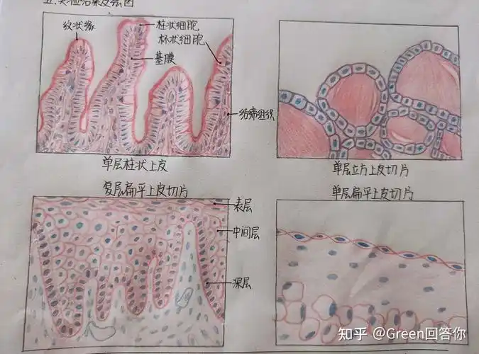 组织胚胎学红蓝铅手绘