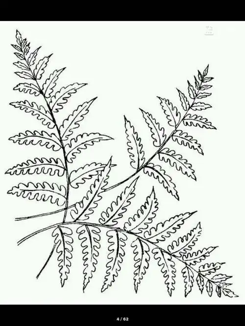 蕨类植物幼儿简笔画