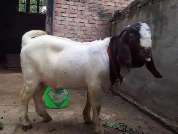 波尔山羊原产于南非,是世界上著名的肉用山羊品种.