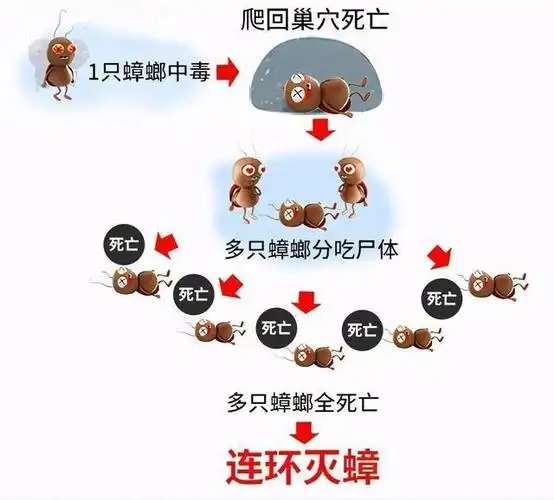 打不死的小强有多强蟑螂被踩死爆浆后后果有些严重