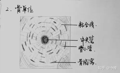 下面是软骨组织,骨组织,血液这是复层扁平上皮这是假复层纤毛柱状上皮