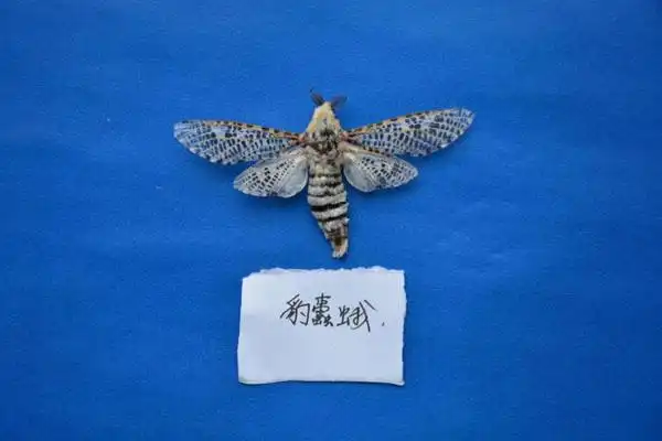 变色夜蛾 豹蠹蛾