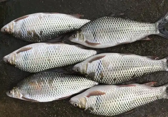 野钓土鲮鱼花生麸饼窝料诱鱼钓获一条罕见5斤的土鲮鱼