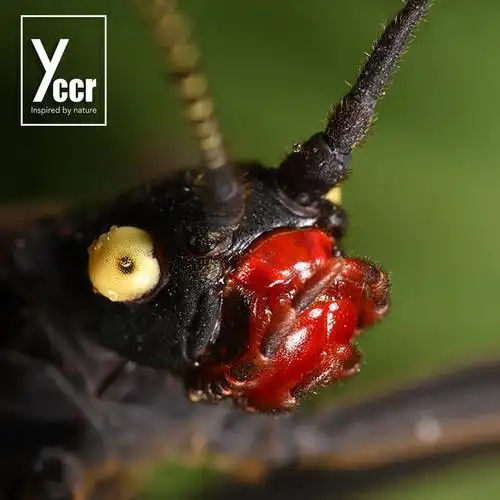 竹节虫牧场秘鲁黑魔鬼竹节虫宠物昆虫哈士奇呆萌温顺科普教学