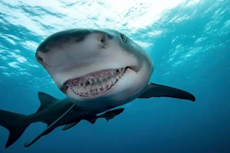 可爱亦可怕摄影师抓拍鲨鱼对镜头露齿微笑
