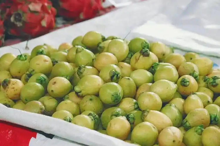 摇一摇会"咣当咣当"响的空心果,蒲桃(syzygium jambos)