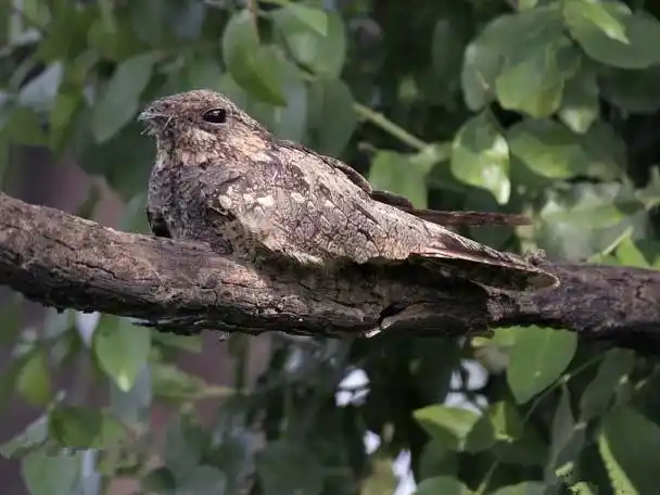 p>普通夜鹰(学名: i>caprimulgus indicus /i>):体长约270毫米,翅长