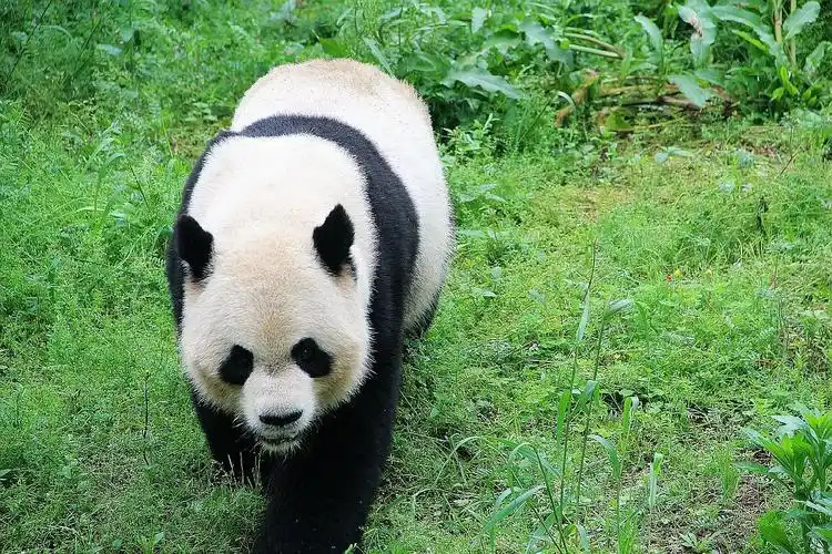 特别是那一对熊猫眼更是招人怜爱,除了外表的可爱外,大熊猫的许多行为