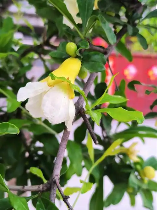 摄影日记|拍到开白花的石榴