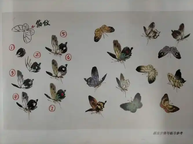 杨秀华国画网络课堂第十节《写意蝴蝶的画法》蝴蝶的工笔及写意画法