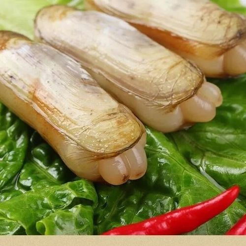 【新品】鲜活蛏子蛏王海蛏子现捞现发肥嫩营养活发带壳无污染新鲜 一