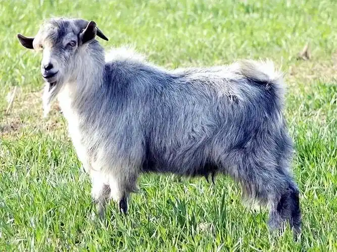 羊山青山羊简介(一):告诉你,羊山的羊名不虚传_鲁西南_品种_全身