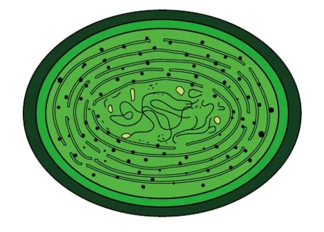 蓝藻门 - 〓分子细胞〓 - 四哥生物论坛 - powered by discuz!