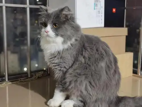 蓝白高地弟弟找女朋友