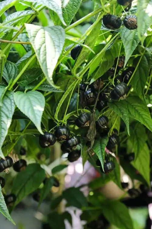 跟着辰颐吃水果##水果##红果参