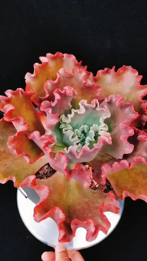 多肉植物法国皇后