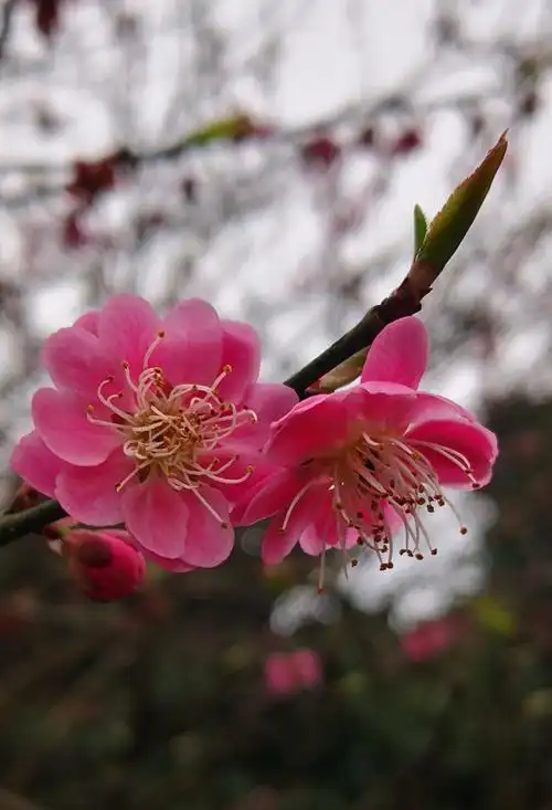 三月长兴绿桃花迎春红2019.3.18-22